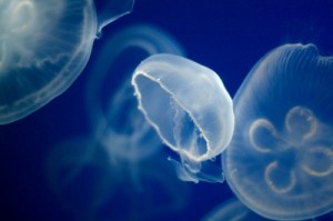 jellyfish