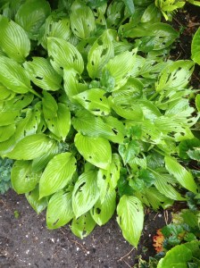 Hosta