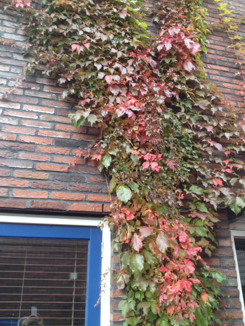 Wilde wingerd in de herfst