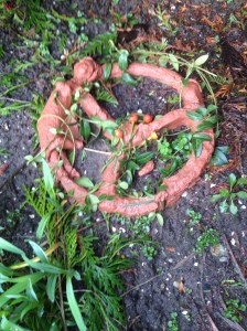 De geliefden in de tuin