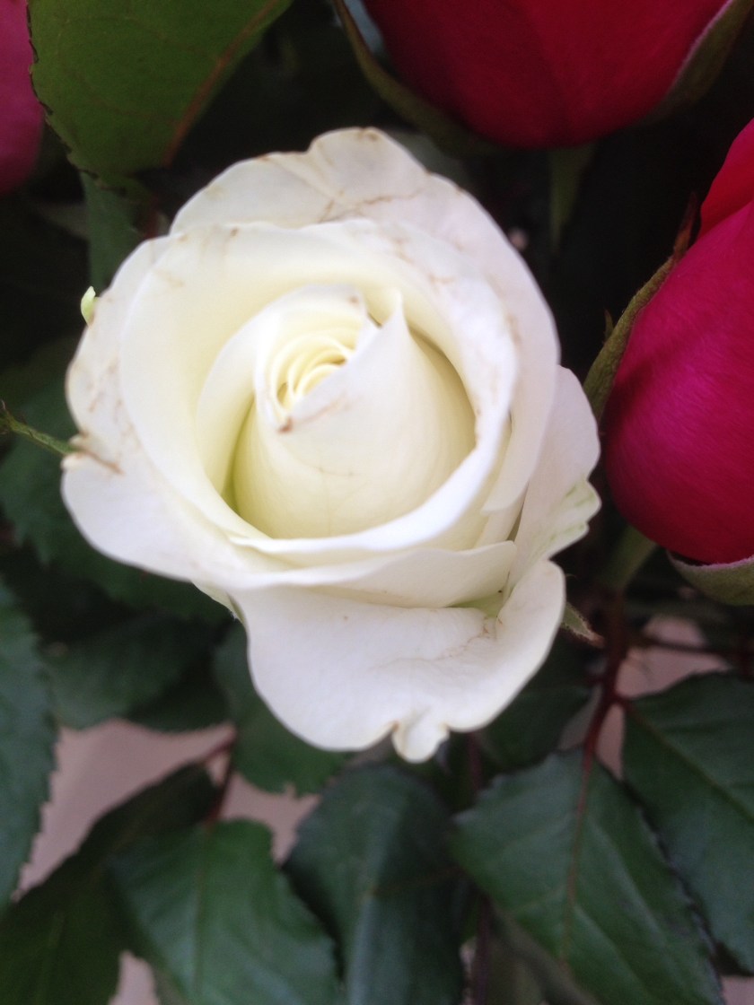 Een witte roos