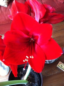 De Amaryllis in 2015