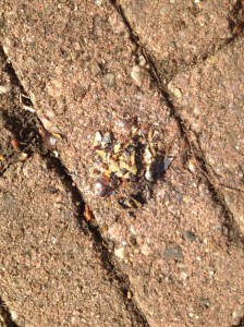 #verhalensafari Karien Damen