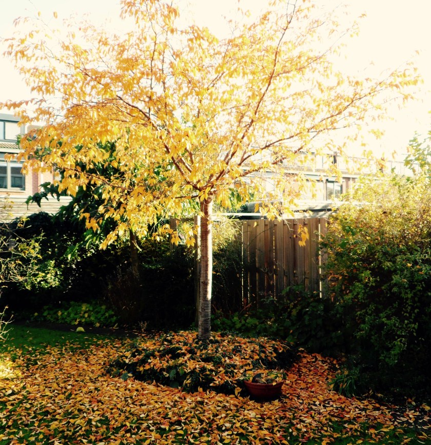 Herfst, gekleurde gedachten, Karien Damen