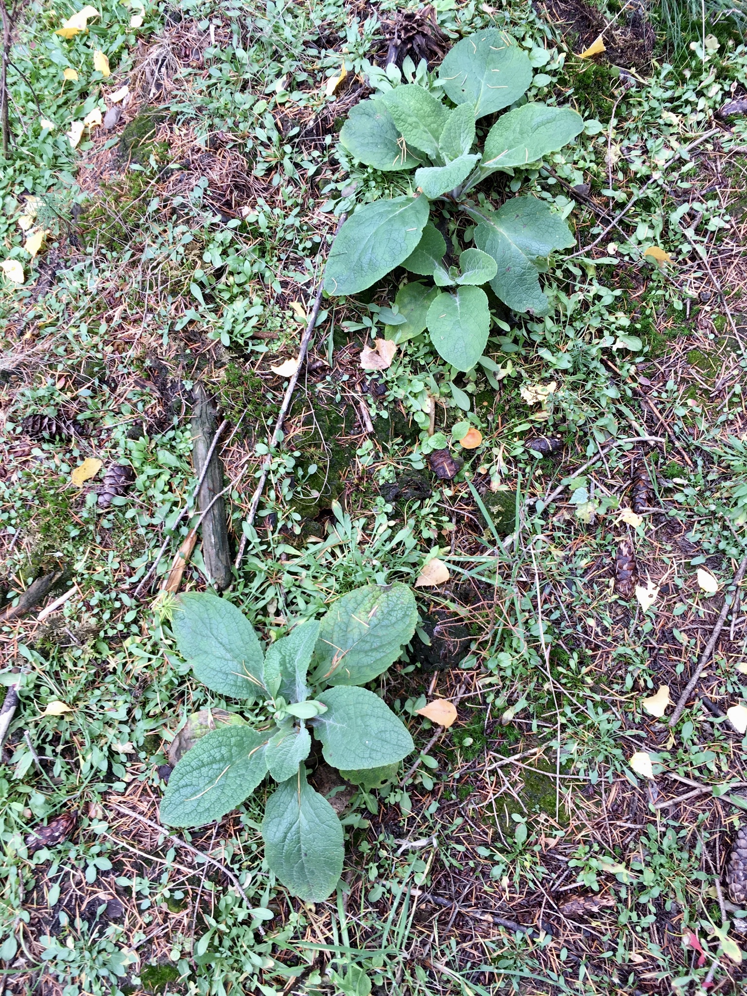 Herfst in Hellendoorn, Gekleurde Gedachten, Karien Damen, Huisje10