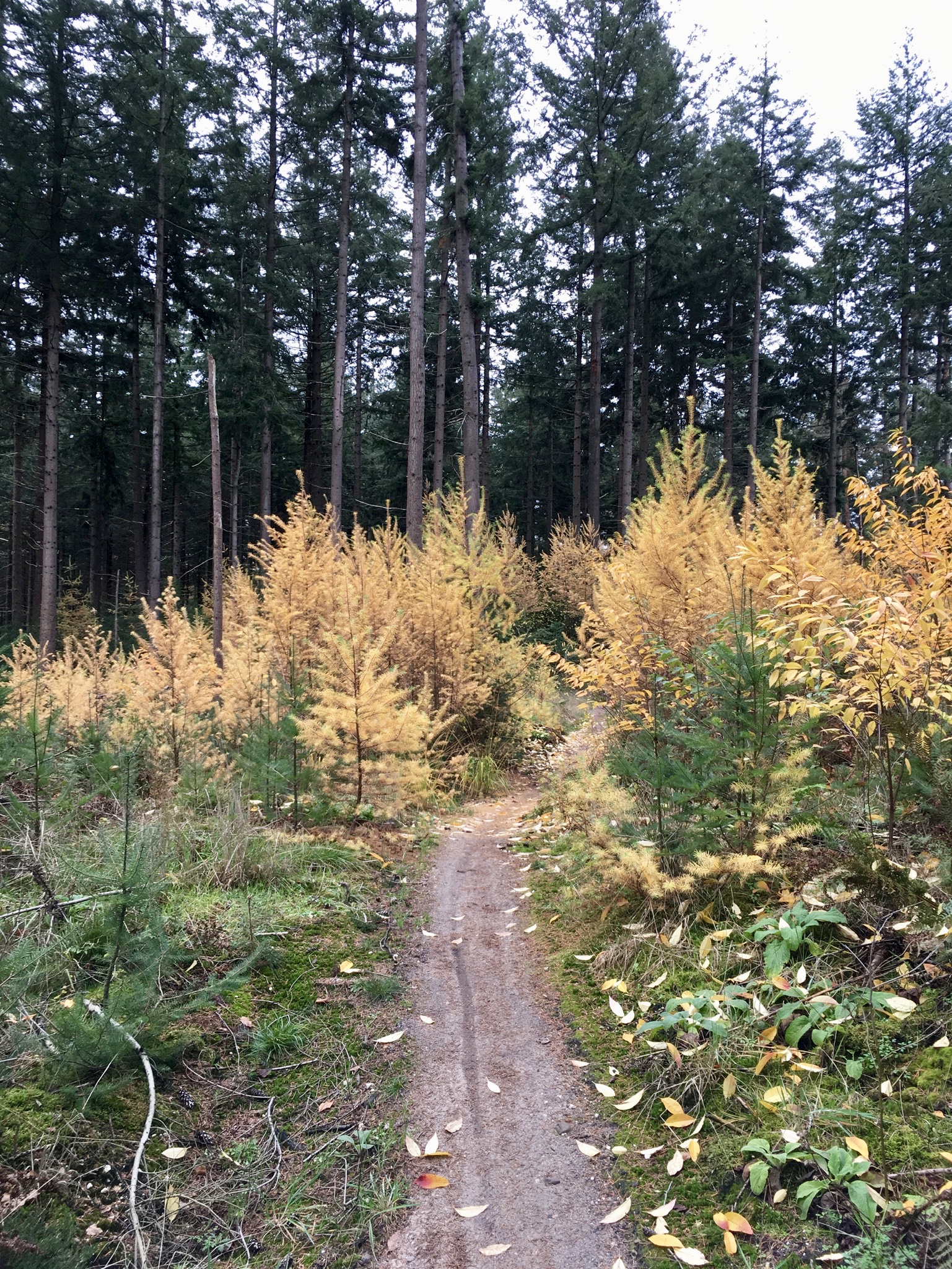 Herfst in Hellendoorn, Gekleurde Gedachten, Karien Damen, Huisje10