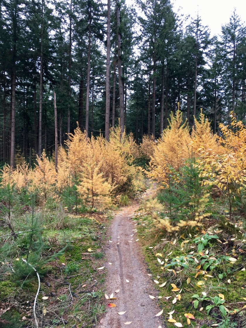 Herfst in Hellendoorn, Gekleurde Gedachten, Karien Damen, Huisje10