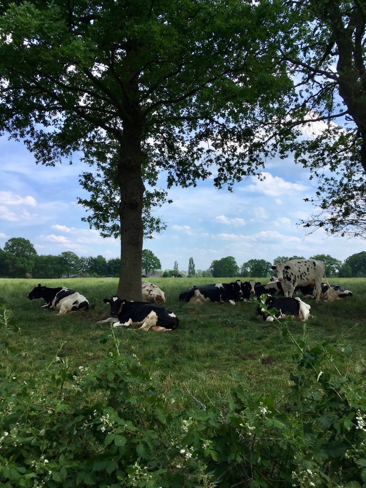 Gekleurde gedachten, Karien Damen